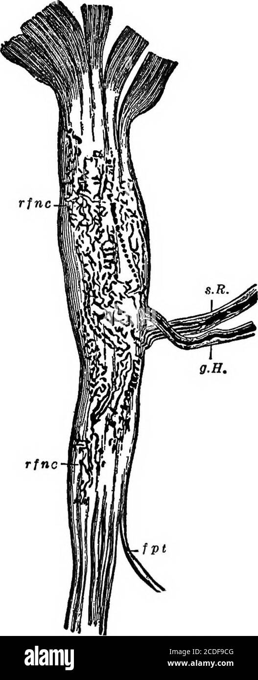 Muscle spindle Black and White Stock Photos & Images Alamy