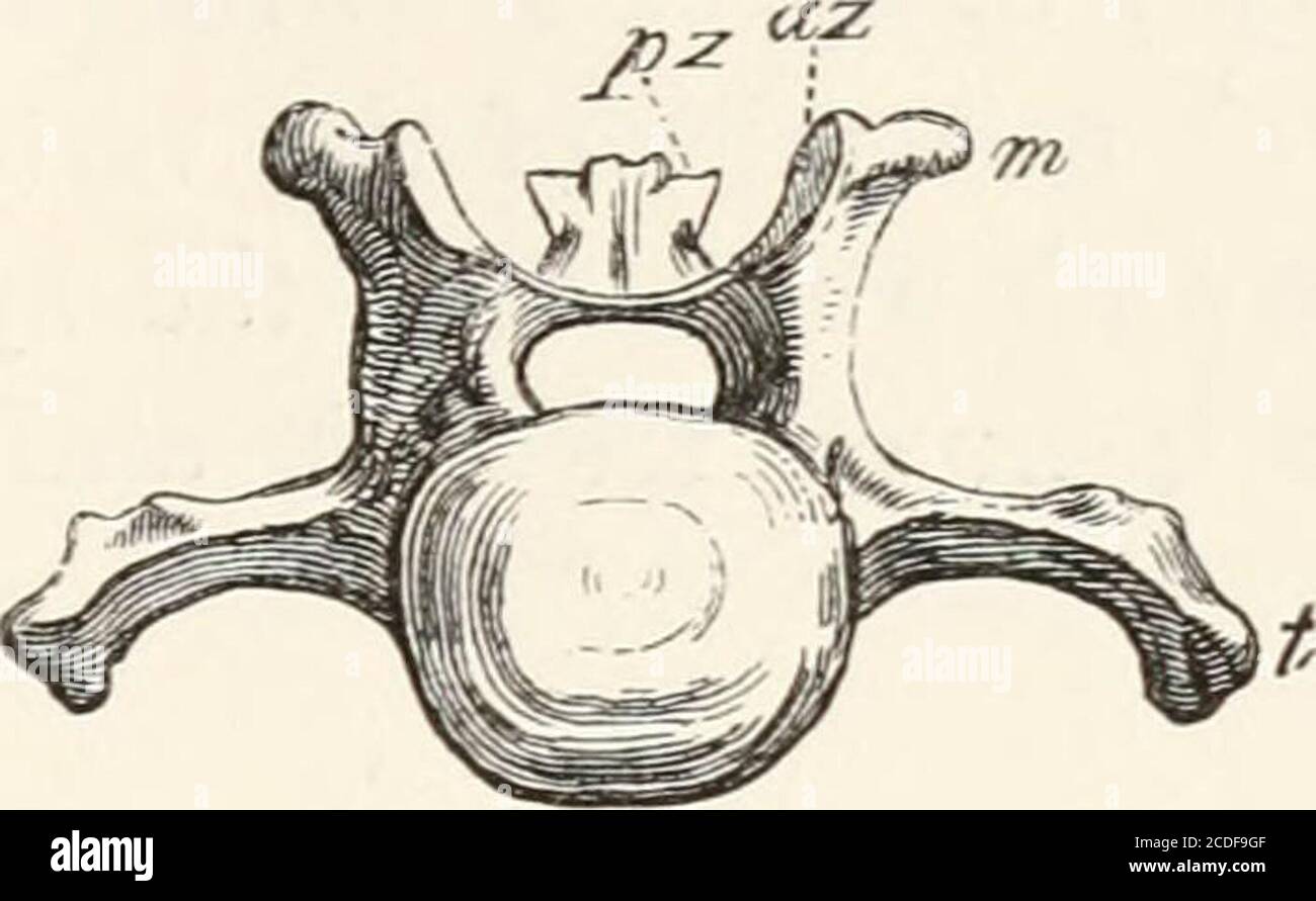 . An introduction to the osteology of the mammalia . rocesses,which are longer in the hindermost vertebrae, and nearlymeet the ischia. In most other EDENTATA, as the Sloths, Anteaters,Armadillos, and in Pteropiis among Chiroptera, this modi-fication is carried further, and the transverse processes of thehinder pseudo-sacral vertebrae form a complete bony unionwith the ischia, converting into a foramen what is usuallythe sacro-sciatic notch. In some of the Armadillos as manyas TO vertebrae are thus firmly fused together, and with theinnominate bones. In MARSUPIALIA usually but one vertebra supp Stock Photo