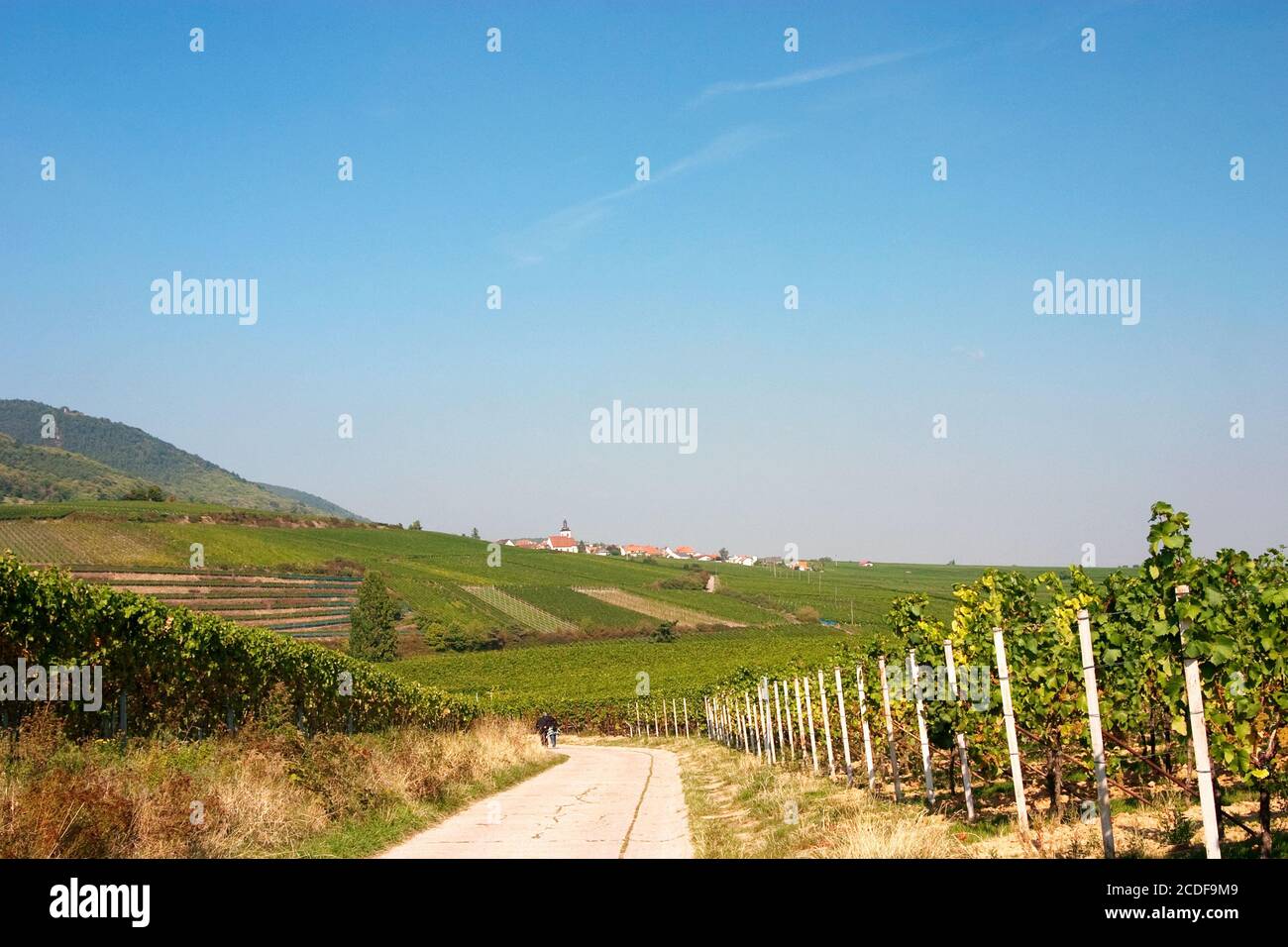 On the German Wine Route, South Palatinate Stock Photo