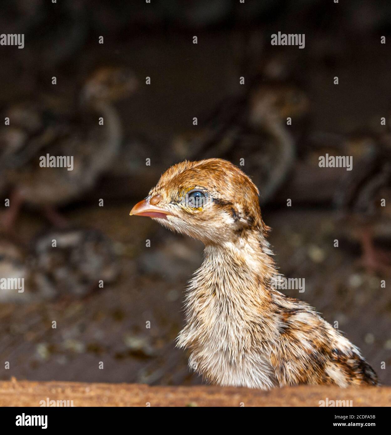 Young pheasant chick in a rearing pen after hatching Stock Photo