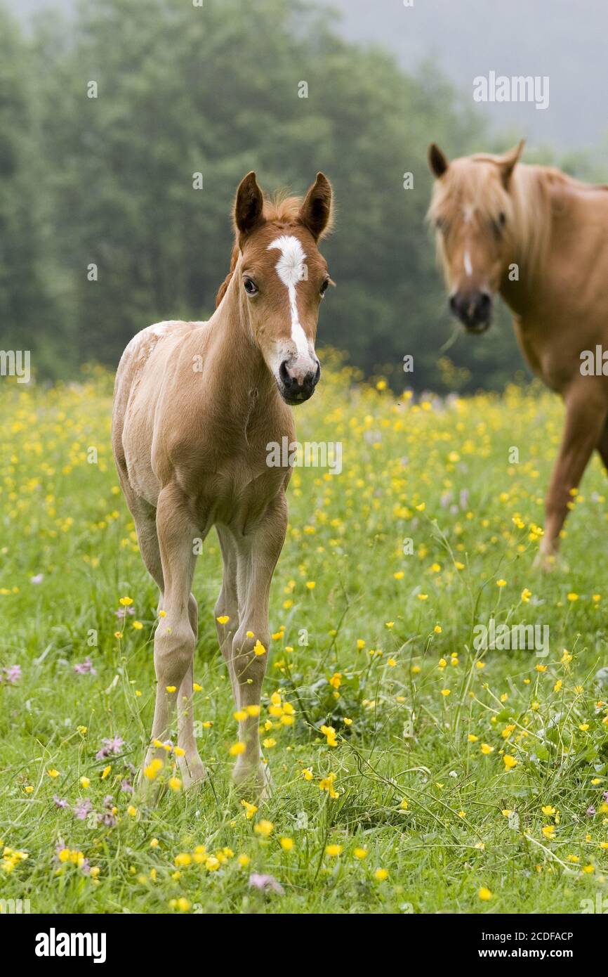 Mix-Breed-Foal, Arab-Haflinger, Appaluser Stallion Stock Photo