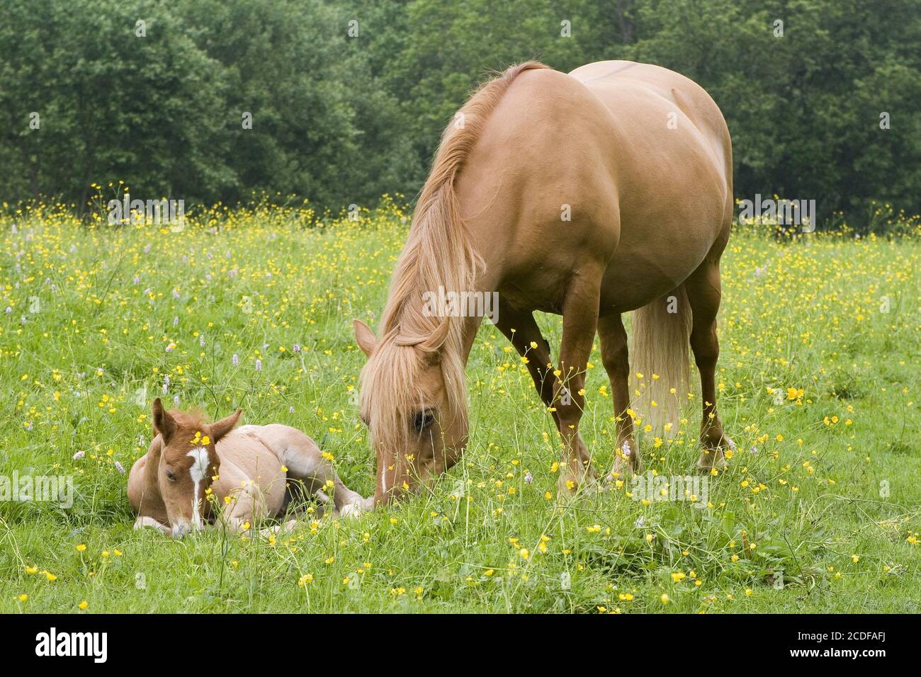Arab-Haflinger-Mixed-Breed, horse, mare with foal Stock Photo