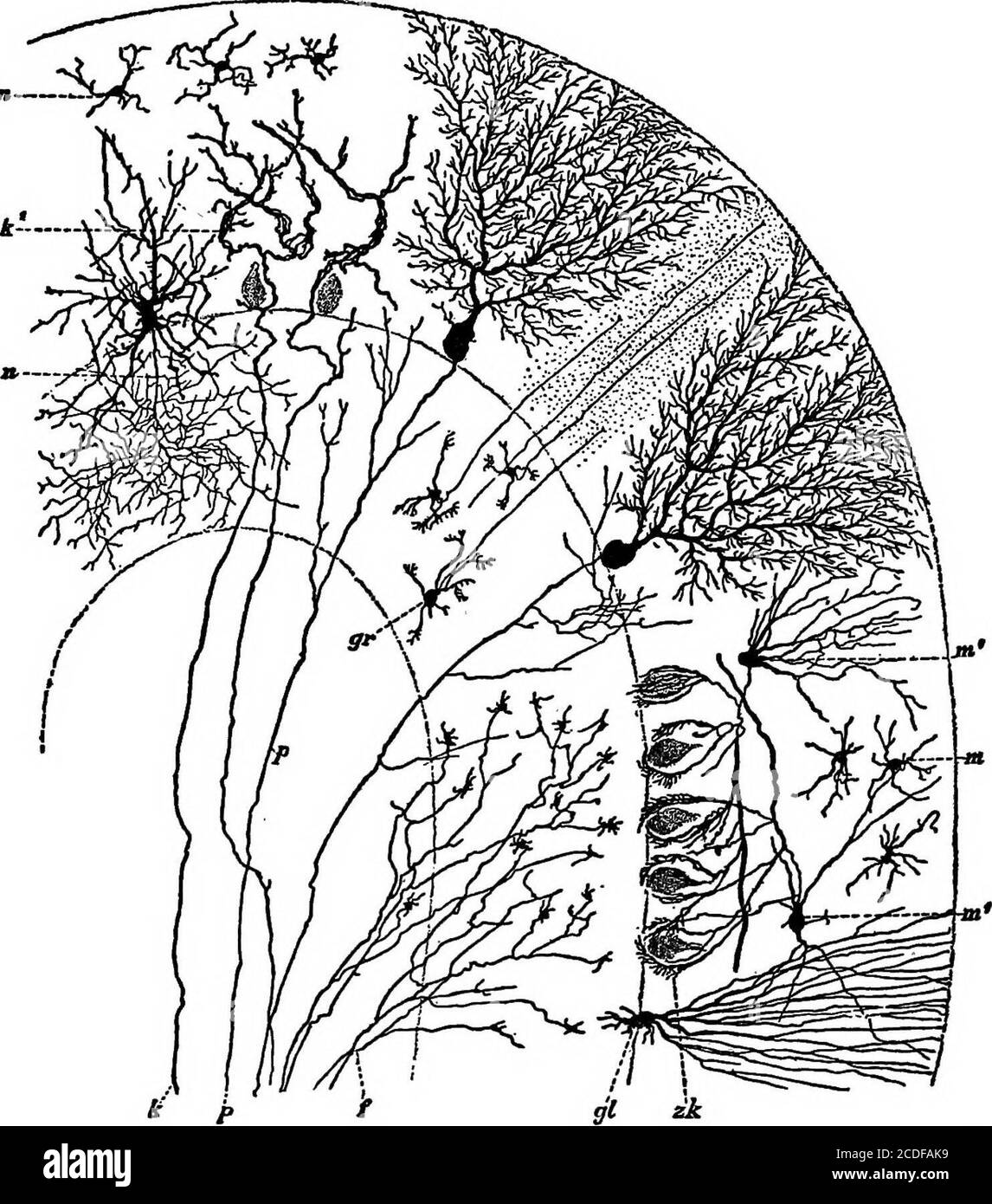 Granule cells in cerebellar cortex hi-res stock photography and images ...