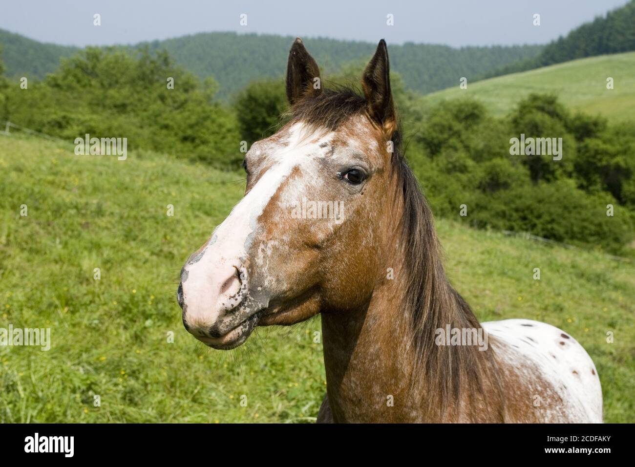 Appaloosa Horse High Resolution Stock Photography And Images Alamy