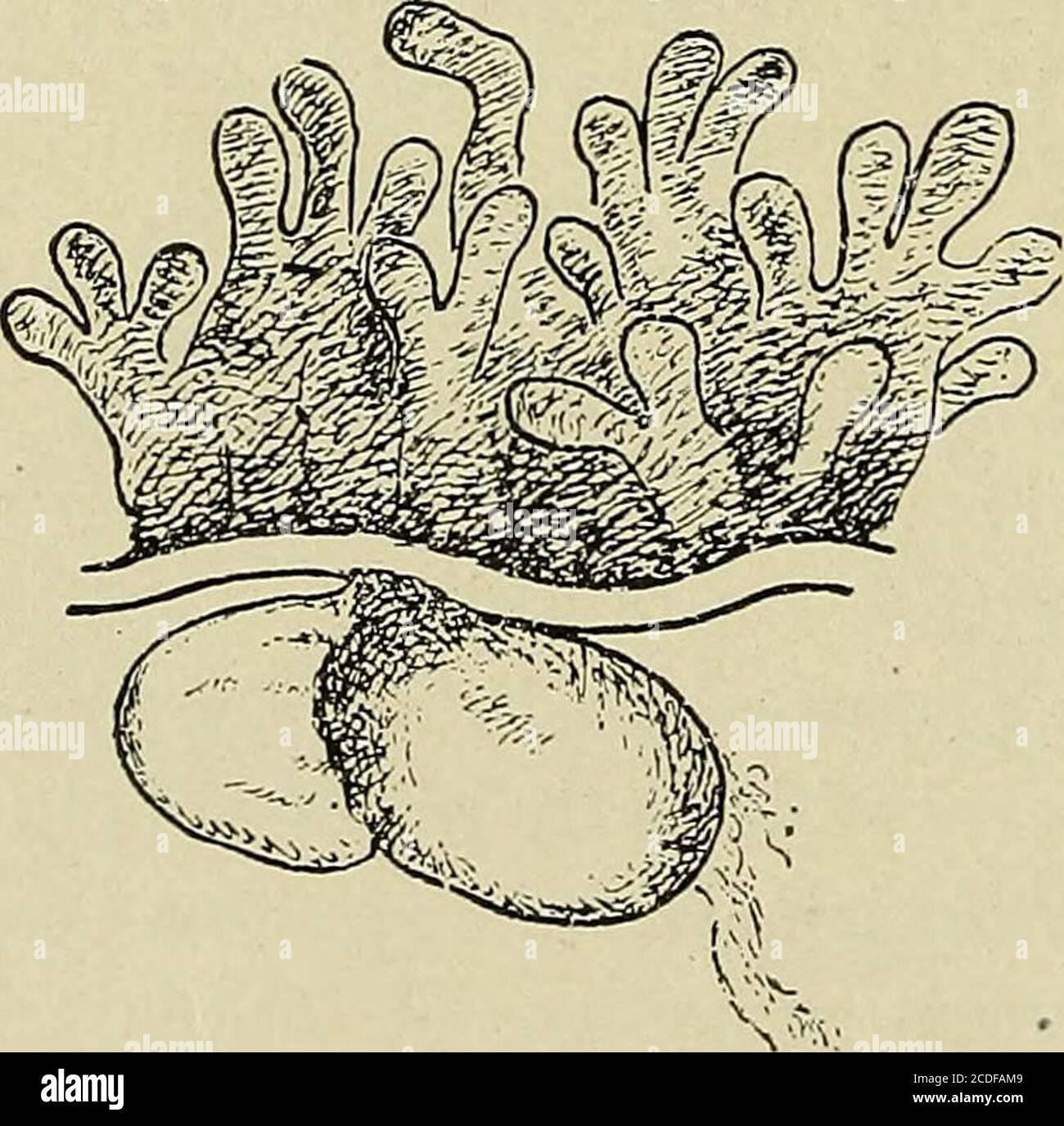 . A study of the causes underlying the origin of human monsters : third contribution to the study of the pathology of human embryos . Fig. 13c.—Section through the umbilical vesicle as it joins the chorion.X 30 times. The large irregular space in the chorion is a blood spacewhich communicates with the veins of the embryo.. Fig. 13d.—Embryonic vesicle attached to the chorion. X 20 times. AfterHis. No. i.] ORIGIN OF HUMAN MONSTERS. 153 The sections show that there is a double embryonic vesiclecomposed of the amnion and umbilical vesicle, the walls ofwhich are thickened and fibrous, with the embr Stock Photo