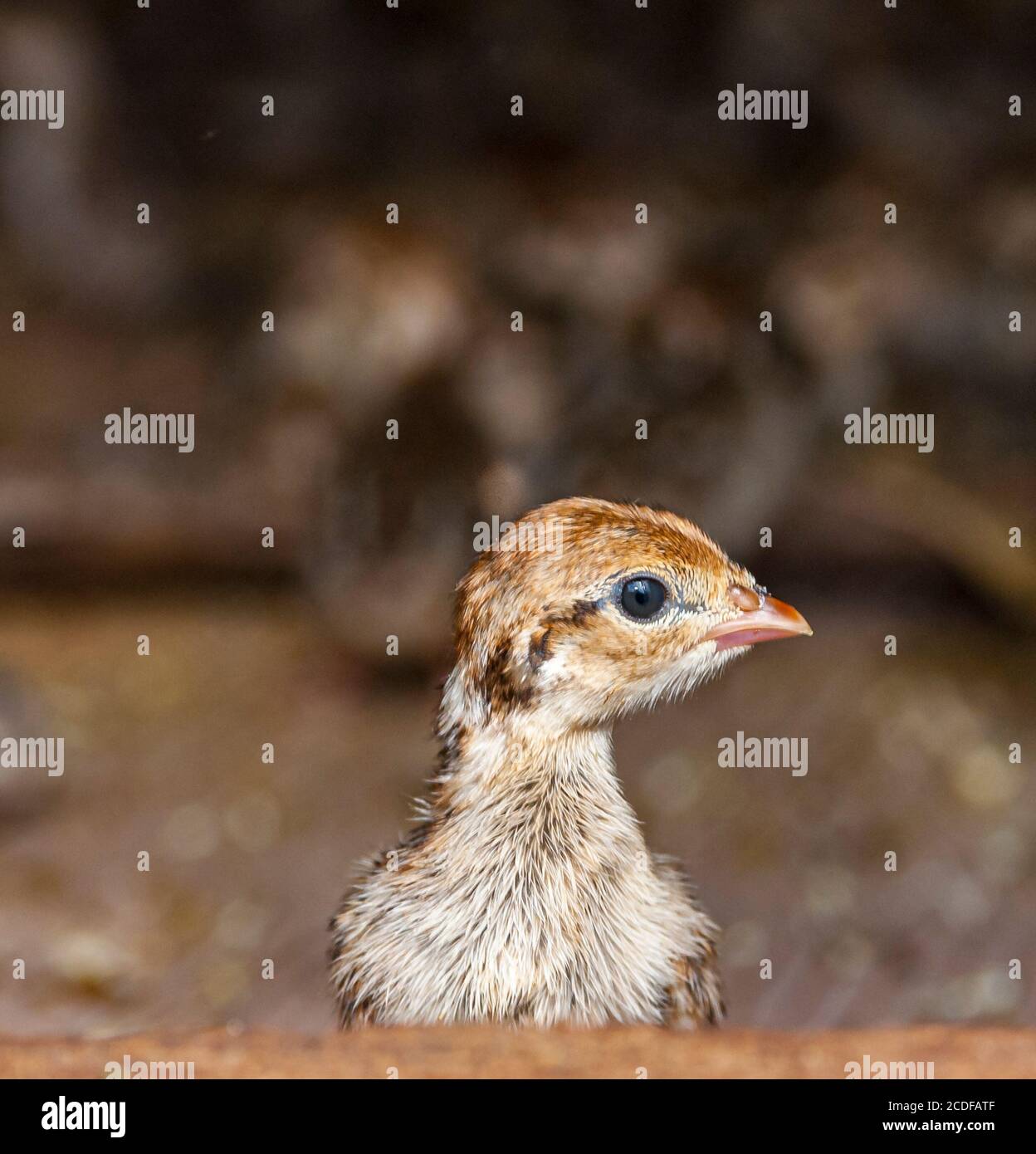 Young pheasant chick in a rearing pen after hatching Stock Photo