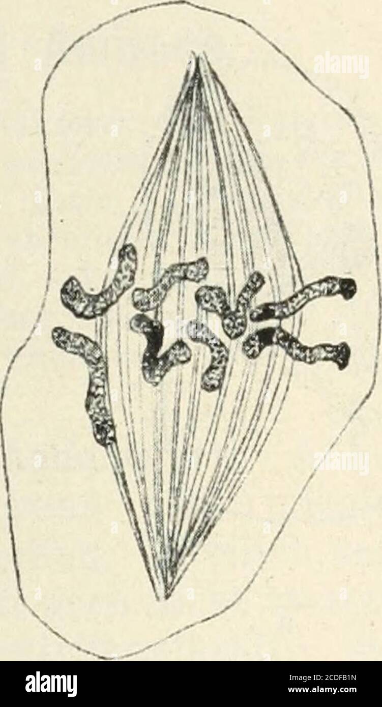 . Allgemeine Pflanzenkaryologie . Pig. 279. Lilium speciosum. Homöotype Teilung in den Pollen-Mutterzellen, a Äqua-torialplatte polwärts gesehen; b frühe, c spätere Anaphase. (Nach Grägüire.) leitet, finden sich infolge beginnender Verdichtung schon wieder fädigeStrukturen mit nur alveolisierter Mitte ein. Außerdem meinte er auchzwei Reihen seitlicher Alveolen zu sehen, die in den Telophasen derhomöotypen Teilung für die Tochterchrompsomen centrale Alveolenbedeuteten. Sowohl die Nomenklatur wie die Verallgemeinerung derletztgenannten Beobachtungen möchte ich indes ablehnen. Nucleolenfinden sic Stock Photo