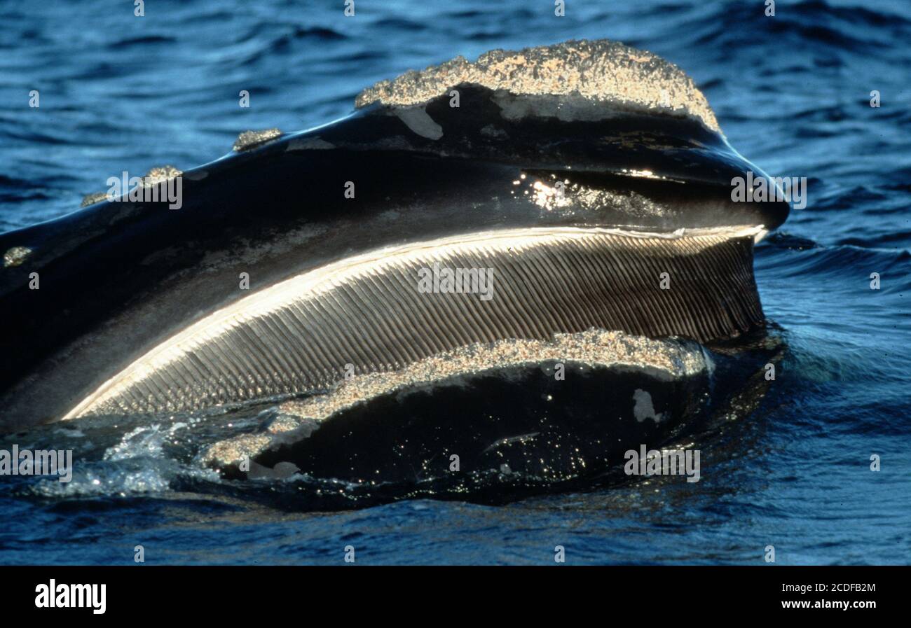 Northern right whale hi-res stock photography and images - Alamy
