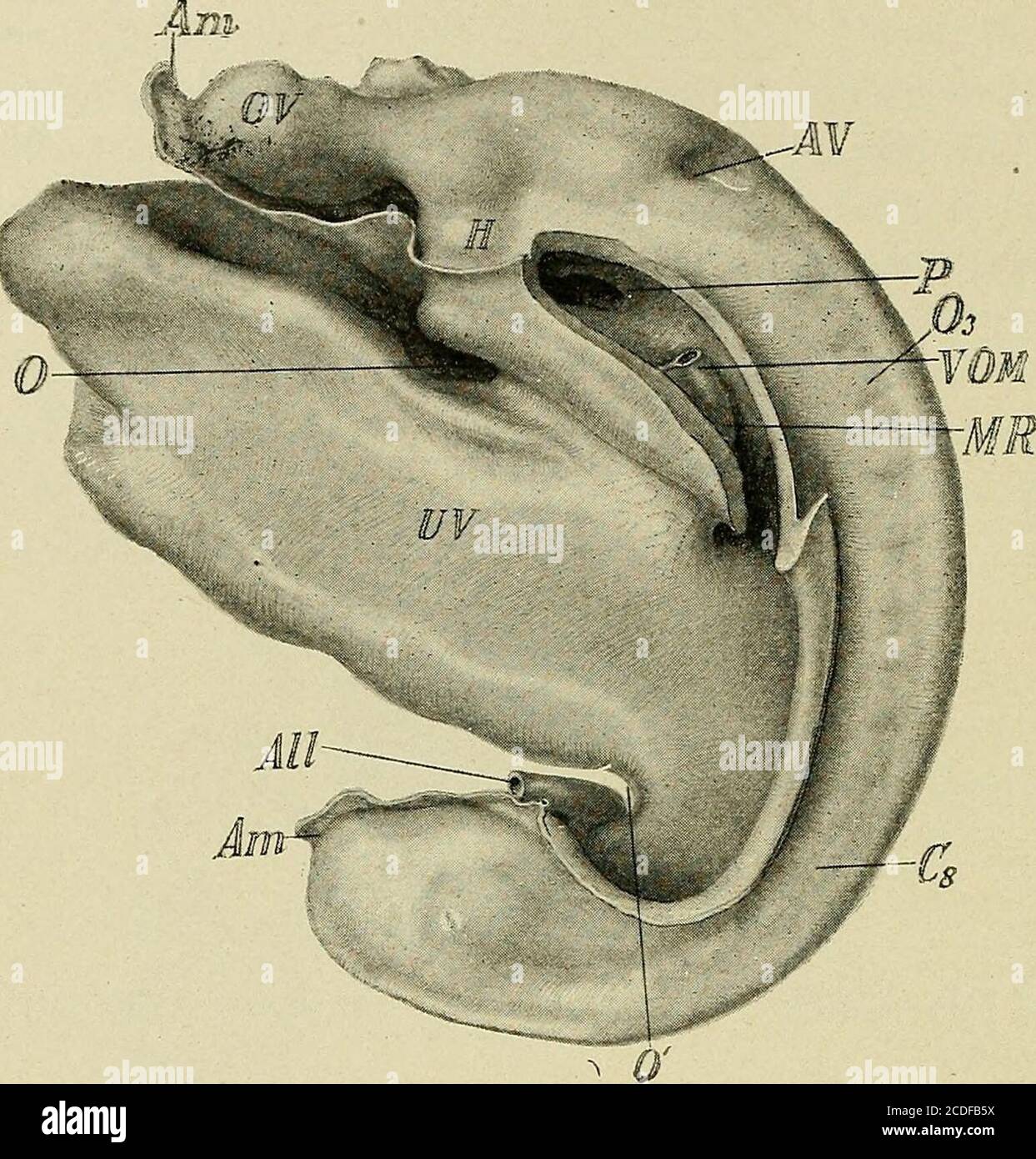 . A study of the causes underlying the origin of human monsters : third contribution to the study of the pathology of human embryos . Fig. 12b.—Diagrammatic reconstruction of half the ovum with the embryoattached. X 10 times. The villi are drawn upon the upper half ofthe diagram only. Coe, coelom; uv, umbilical vesicle; all, allantois;Dip, medullary plate. the central canal too wide open, and the optic vesicles tooatrophic to be normal. The spinal cord is also too wide openbehind. The embryo could be viewed as normal with the ex-ception of the spina bifida in the lower part of the cord andthe Stock Photo