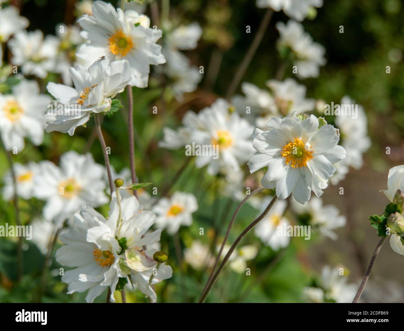 Pretty bright white anemone flowers blooming in a summer garden Stock Photo