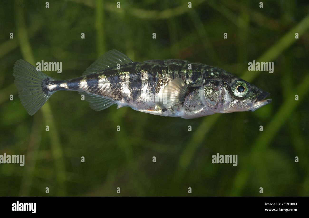 Stichlinge hires stock photography and images Alamy
