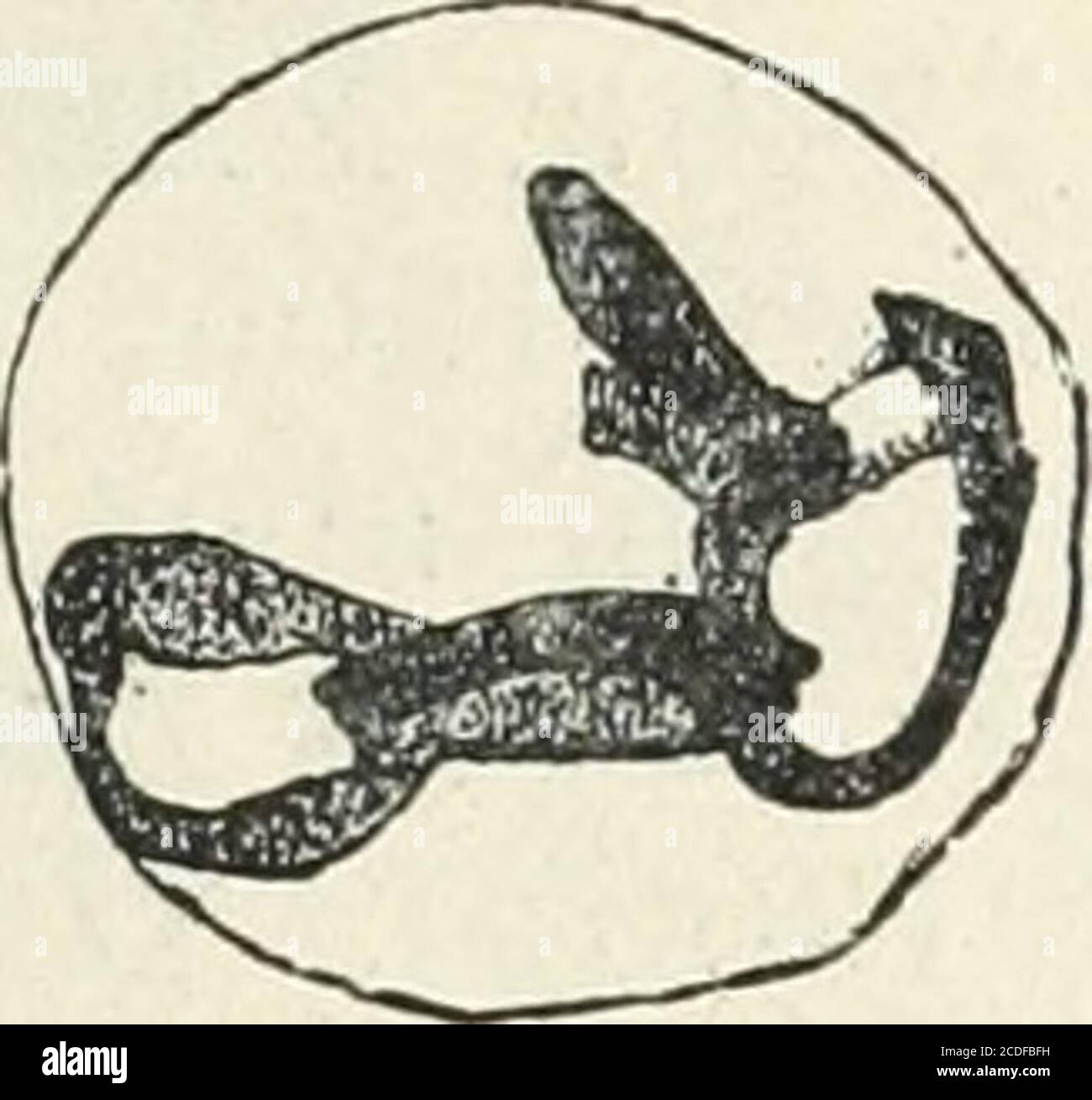 . Allgemeine Pflanzenkaryologie . Fig. 272. Oenothera grandiflora. a