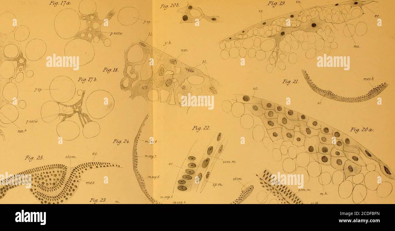 . Quarterly journal of microscopical science . JUar :^i&gt;«.Tn^f^oC.XW/,MS. ^. IX/IT Fig. 17a^. Fiff-M.. Stock Photo