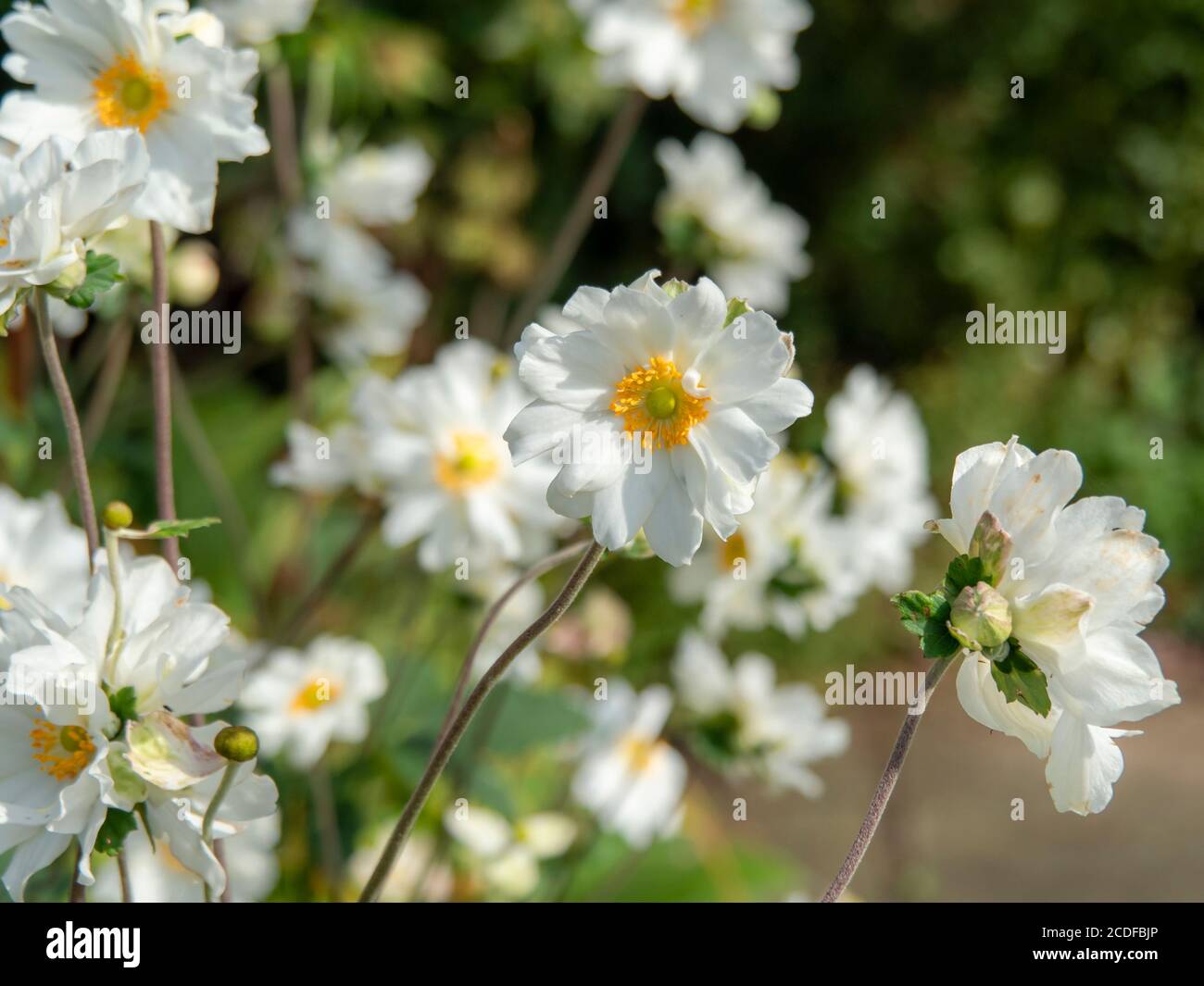 Pretty bright white anemone flowers blooming in a summer garden Stock Photo