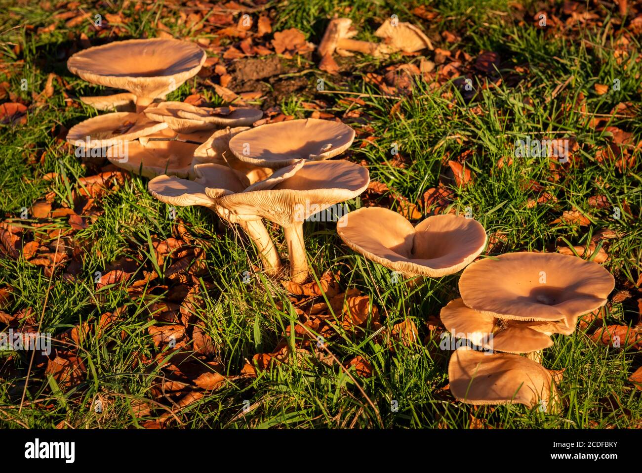 A fairy ring of fungi Stock Photo