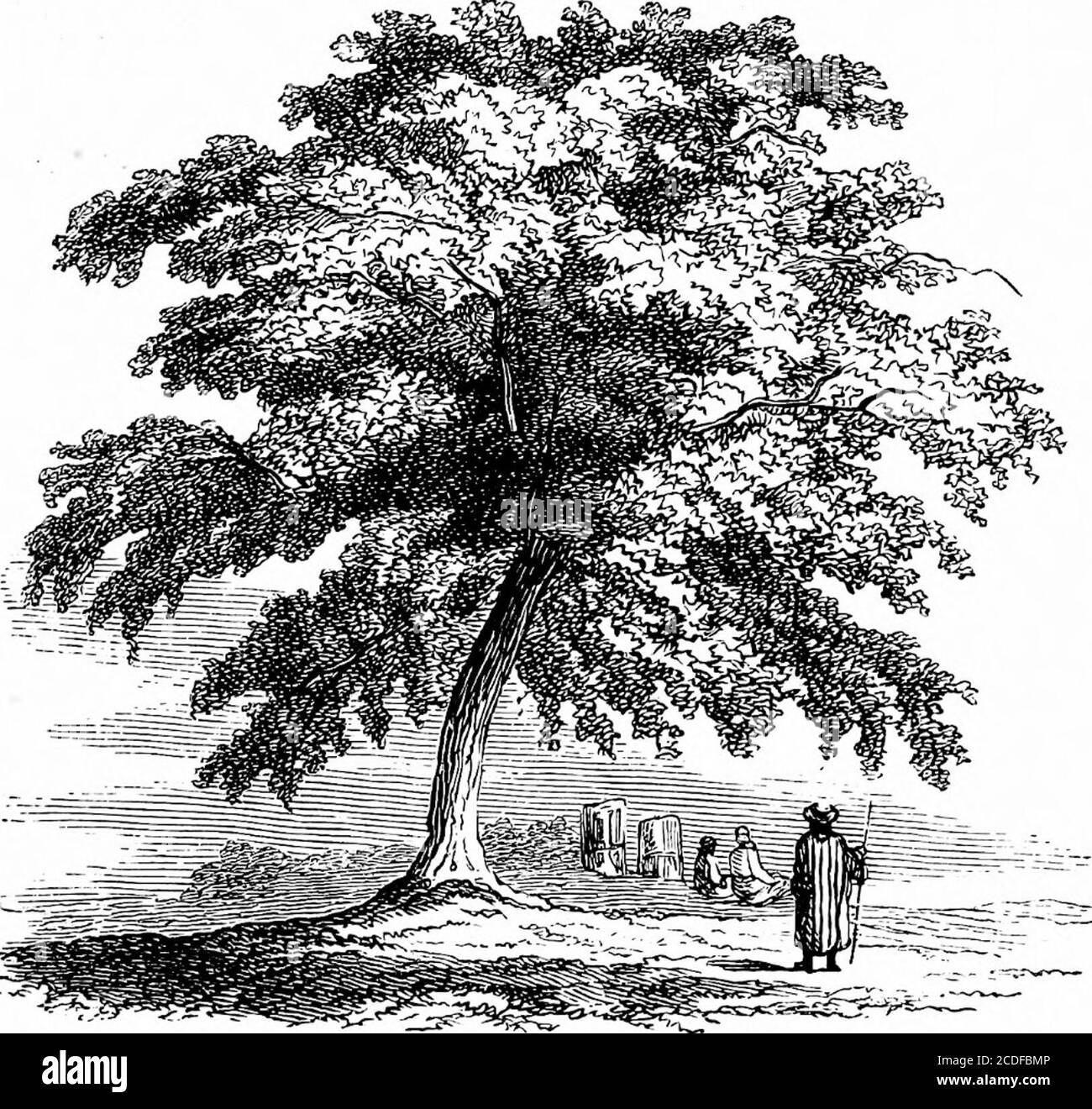 . A dictionary of religious knowledge [electronic resource]: for popular and professional use, comprising full information on Biblical, theological, and ecclesiastical subjects . )-ped oak, which takes itsname from its largeprickly calyx. Thisspecies is common iuthe Levant, where it isa handsome tree, whichit is not in our ungenialclimate, though it hasloug been cultivated. The wood of this species is of little worth;but its acorns form the valonia of commerce,of which 150,000 cwt. are yearly imported OATH 691 OBED-EDOM. Terebinth. into this country for the use of tanners.5. The kermes oak tak Stock Photo