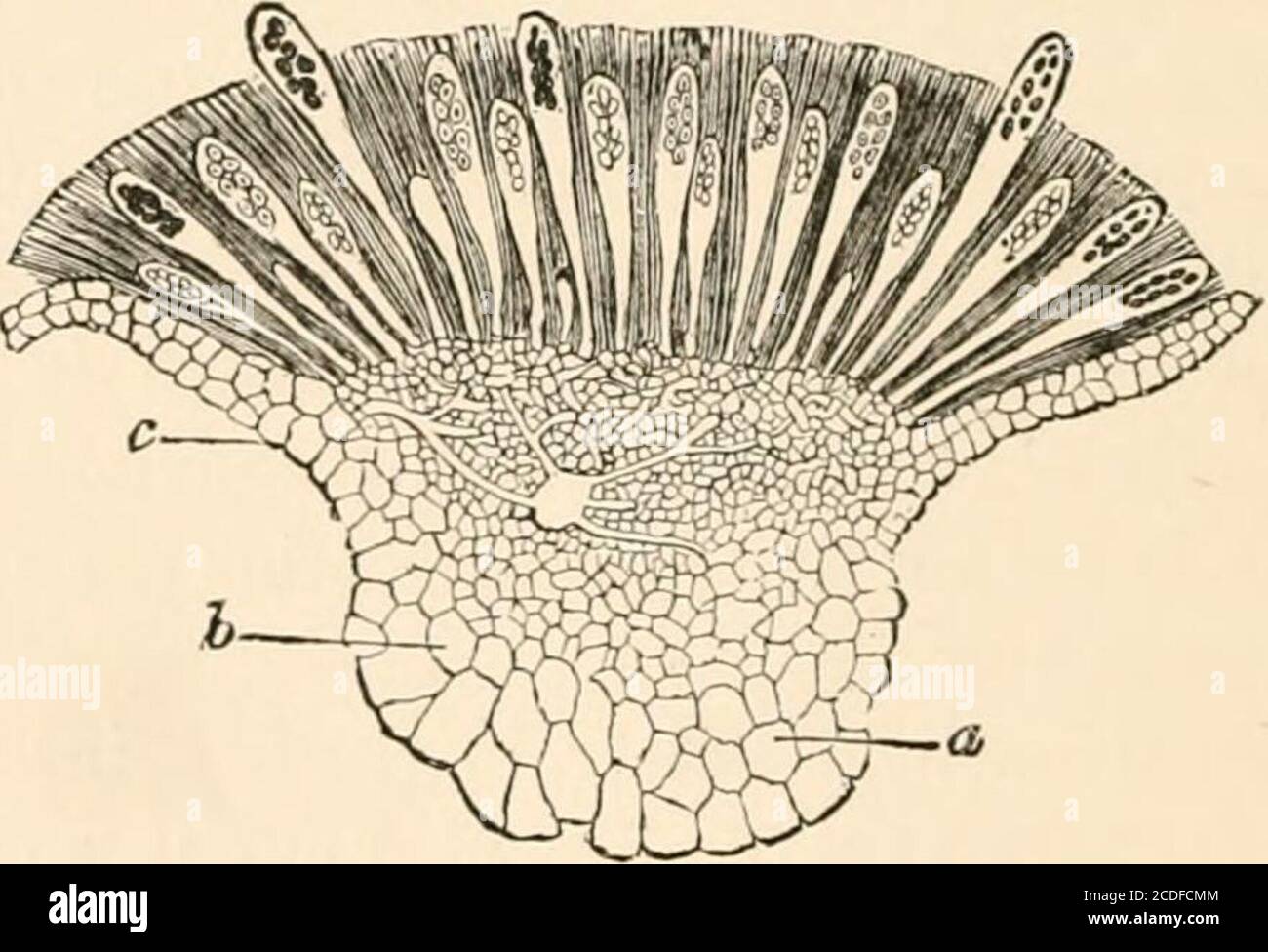 . Introduction to the study of fungi, their organography, classification, and distribution for the use of collectors . e cells likecylinders, closely packed side by side,their apices terminating in the disc,and their bases being seated upon theinner surface of the excipulum (Fig. 70).In due time these cylindrical sacs, or asci,contain four or eight, or some multipleof that number, of smaller bodies, whichare the spores or sporidia—the repro-ductive corpuscles of the Fungus. Insome cases the apex of the ascus opens Fig. 69.—Cup of Peziza, with -^^ means of an operculum, or small section and asc Stock Photo