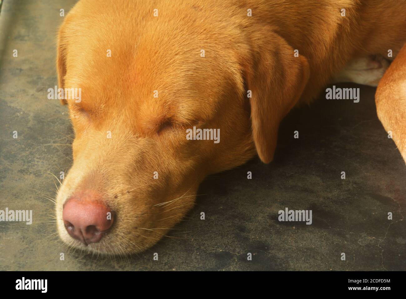 Close up of  an Indian domestic dog sleeping on floor of a house, selective focusing Stock Photo