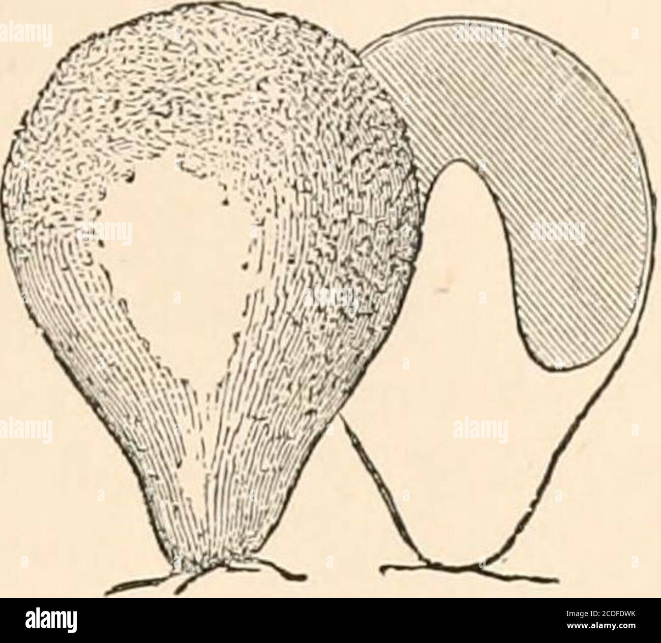 . Introduction to the study of fungi, their organography, classification, and distribution for the use of collectors . Fig. 64.—Ciucibuluni tubjait. Aftei Greville PUFF-BALL FUNGI—GASTROMYCETES 155. Fi(i. 65.—Lycuperdon, withsterile base and columella. peridium (Fig. 65). This columella is only a continuation of thespongy base in Lycoperdon, but in Diplodcrma it is hard andwoody. In some species of Geasfprthe columella is distinct and club-shaped, extending half-way up, withthe threads of the capillitium radiat-ing towards the periphery. De B&lt;iiyhas described the complex peridiumof Geaster Stock Photo