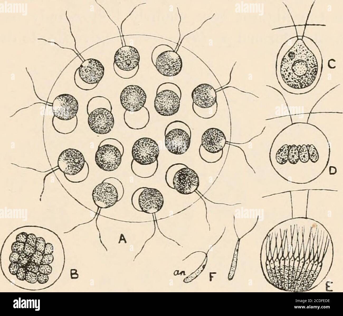 Gonium colony hi-res stock photography and images - Alamy