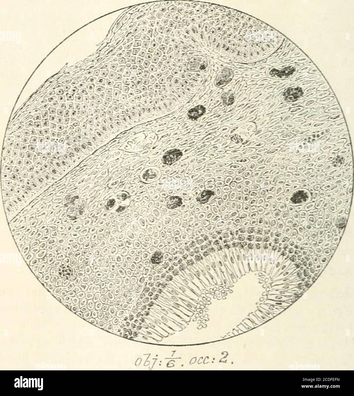 Reticular connective tissue hi-res stock photography and images - Alamy