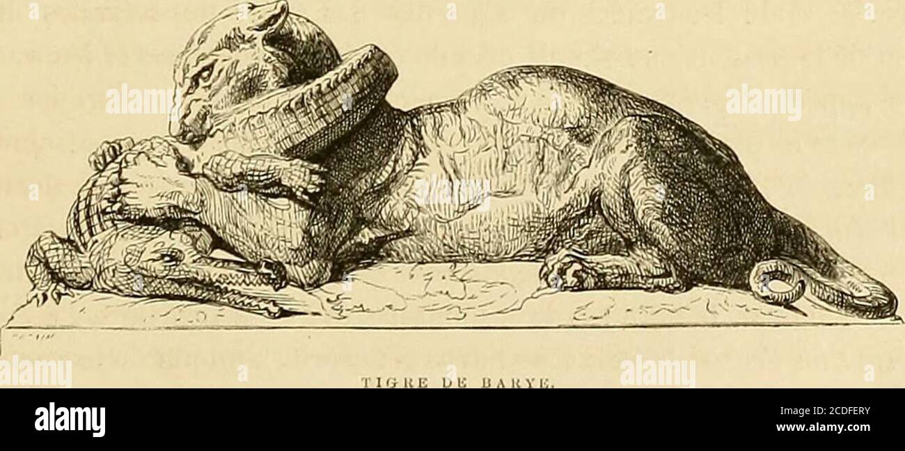 Gazette Des Beaux-Arts . Ici, Pourtant, Il Importe De Distinguer Entre Les  Animaux Féroces,Dont Nous Navons Quune Idée Générale Parce Que Leurs Formes  Ne Noussont Pas Familières, Et Ces Animaux, Compagnons