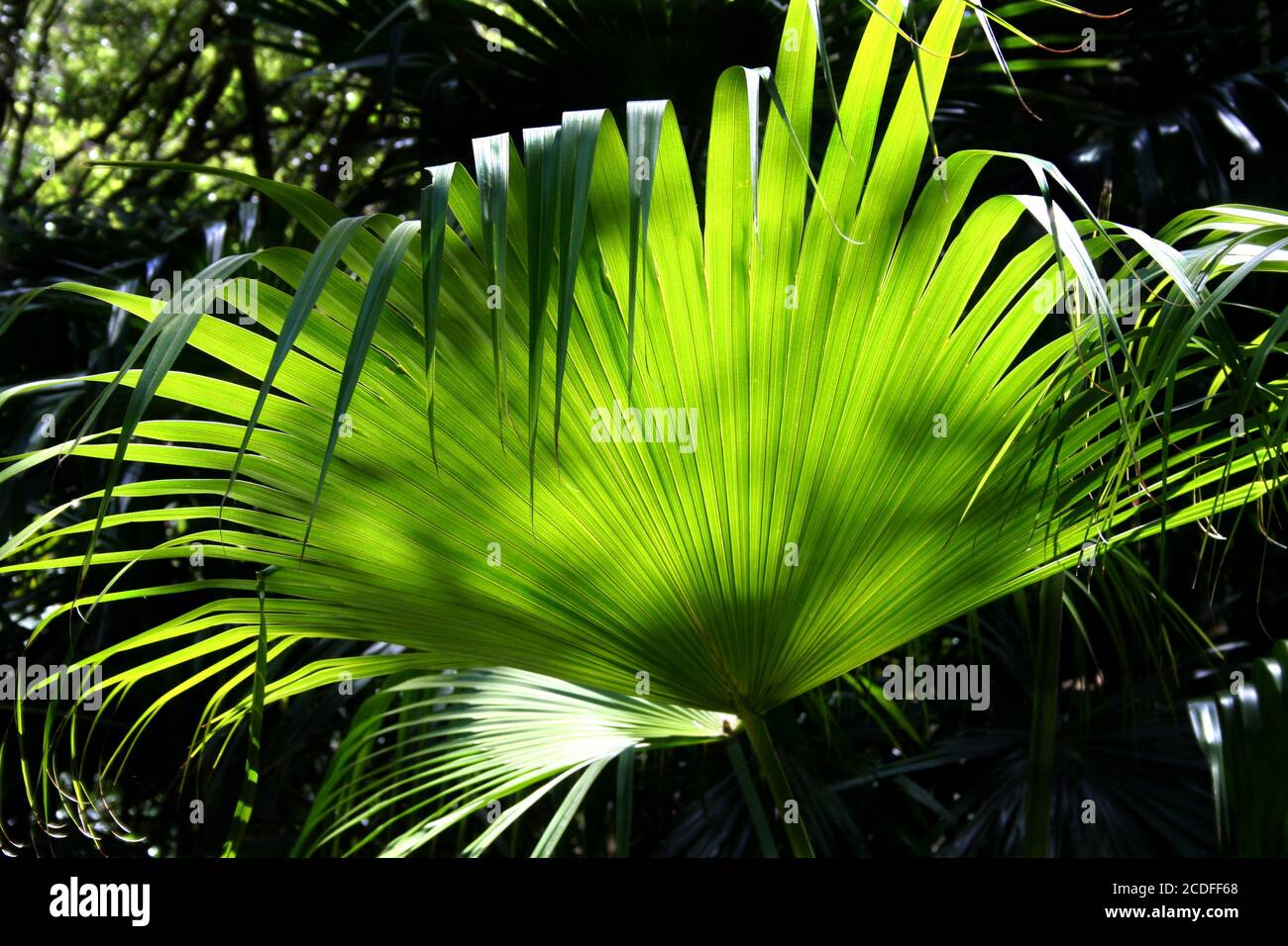Rainforest Background 3 Stock Photo - Alamy