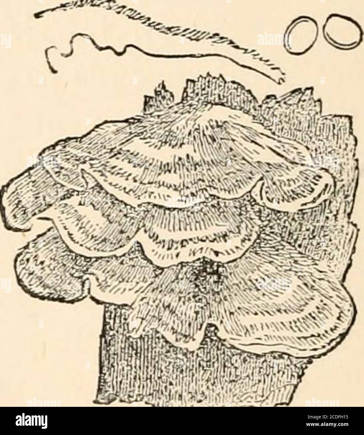 . Introduction to the study of fungi, their organography, classification, and distribution for the use of collectors . the pileus has a distinctouter stratum analogous to that inPolystidus, with an intermediatestratum, and a smooth, even hymenium(Fig. 57). Closely resembling inappearance is Hymenochacte, with theexception that the hymenium isvelvety, with processes resemblingbristles. With the exception of Skep-peria, in which the pileus is vertical,most of the remaining genera arewholly resupinate. These are : Conio-phora, in which the effused substanceis membranaceous and smooth, with colour Stock Photo