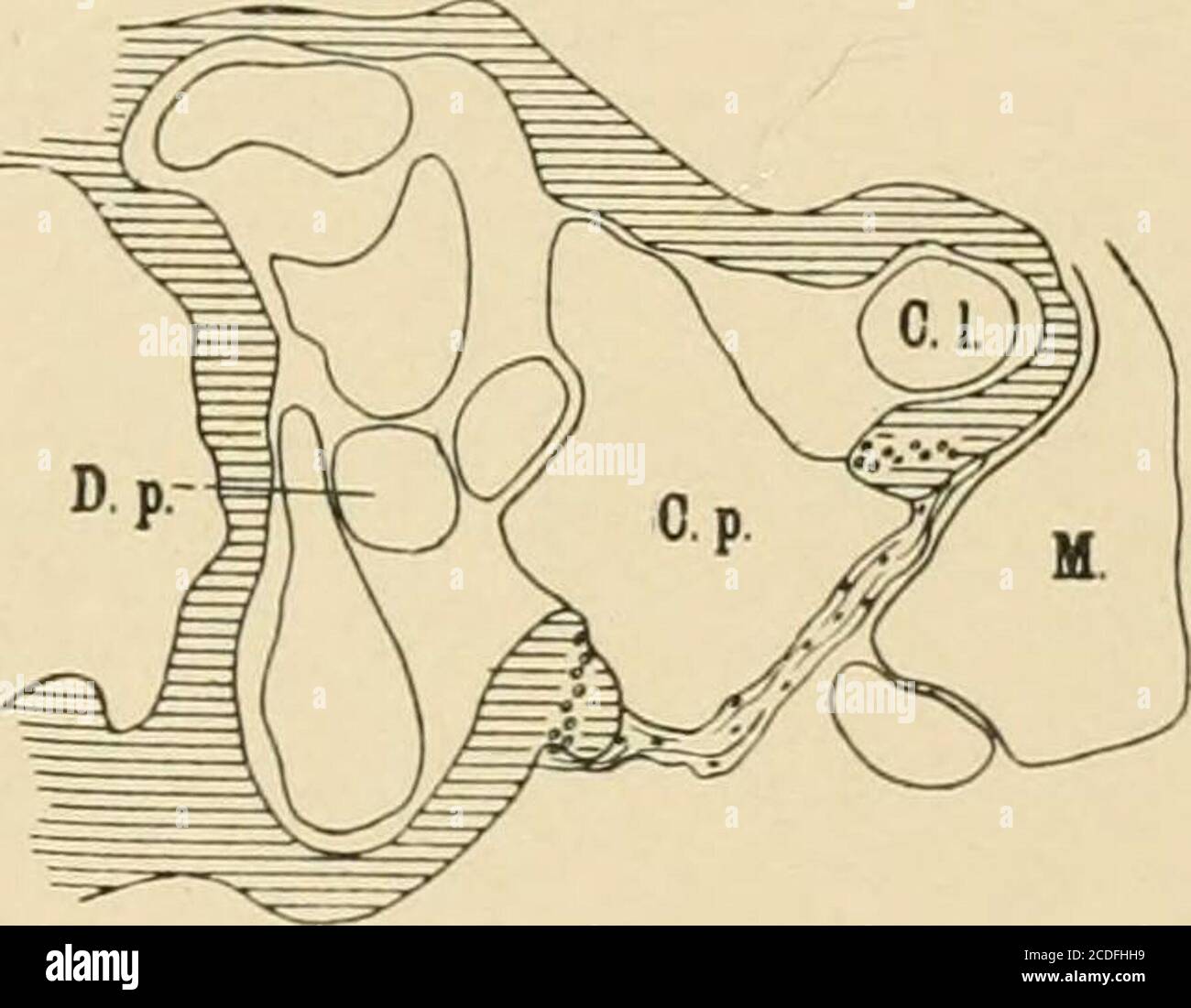 Journal of morphology . Fig. 11. Ambystoma punctatum, transforming larva.  G.I., canalis later-alis ; C.p., cavum perilympbaticmn; D.p., ductus  perilymphaticus. M.. musculuscephalo-dorso-mandibularis; Op., operculum.  Fig. 12. Spelerpes bislineatus ..., image size:1300x1101