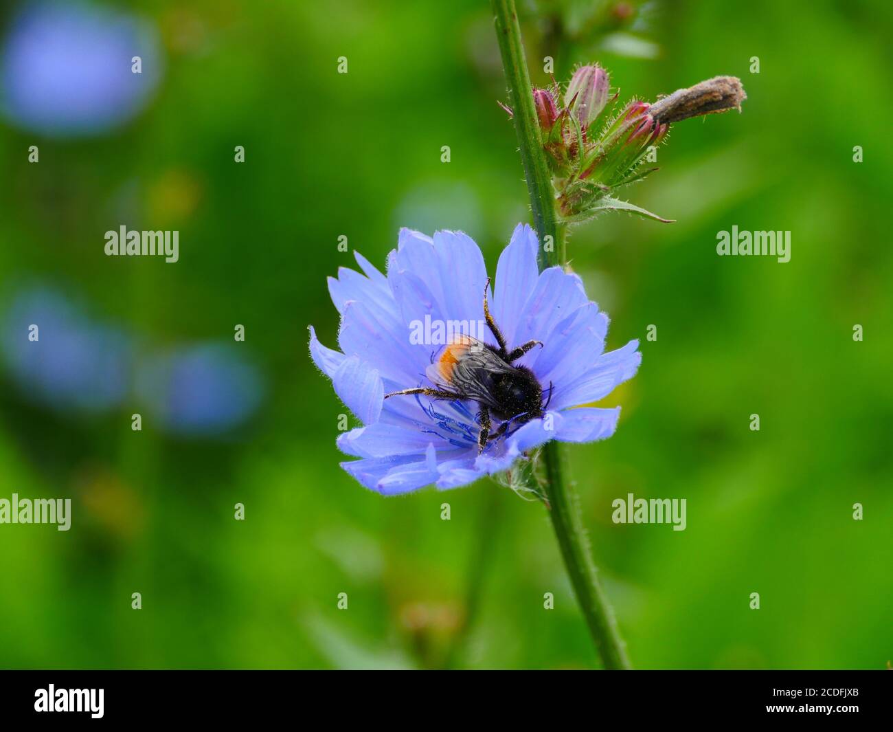 big bumblebee on chicory flower close-up Stock Photo