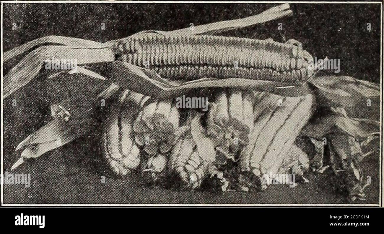 . Spring catalog of Alexander's seeds . ts; quart, 30 cents; postpaid. Peck, 60cents; bushel, $2.00. Early White Dent Sty: eAJhTo produce early feed. This is very select stock.Packet, 10 cents; pint, 20 cents; quart, 30cents; postpaid. Not prepaid, peck, 60 cents;bushel, $2.00. wonderful producer. It has been re-selected andput out under various names, but none of theselias ever excelled our own selection in yield oiany other point. At the Georgia ExperimentStation our selection made for five years the high-est average yield. In this variety you can nutget anything better than our pedigree see Stock Photo