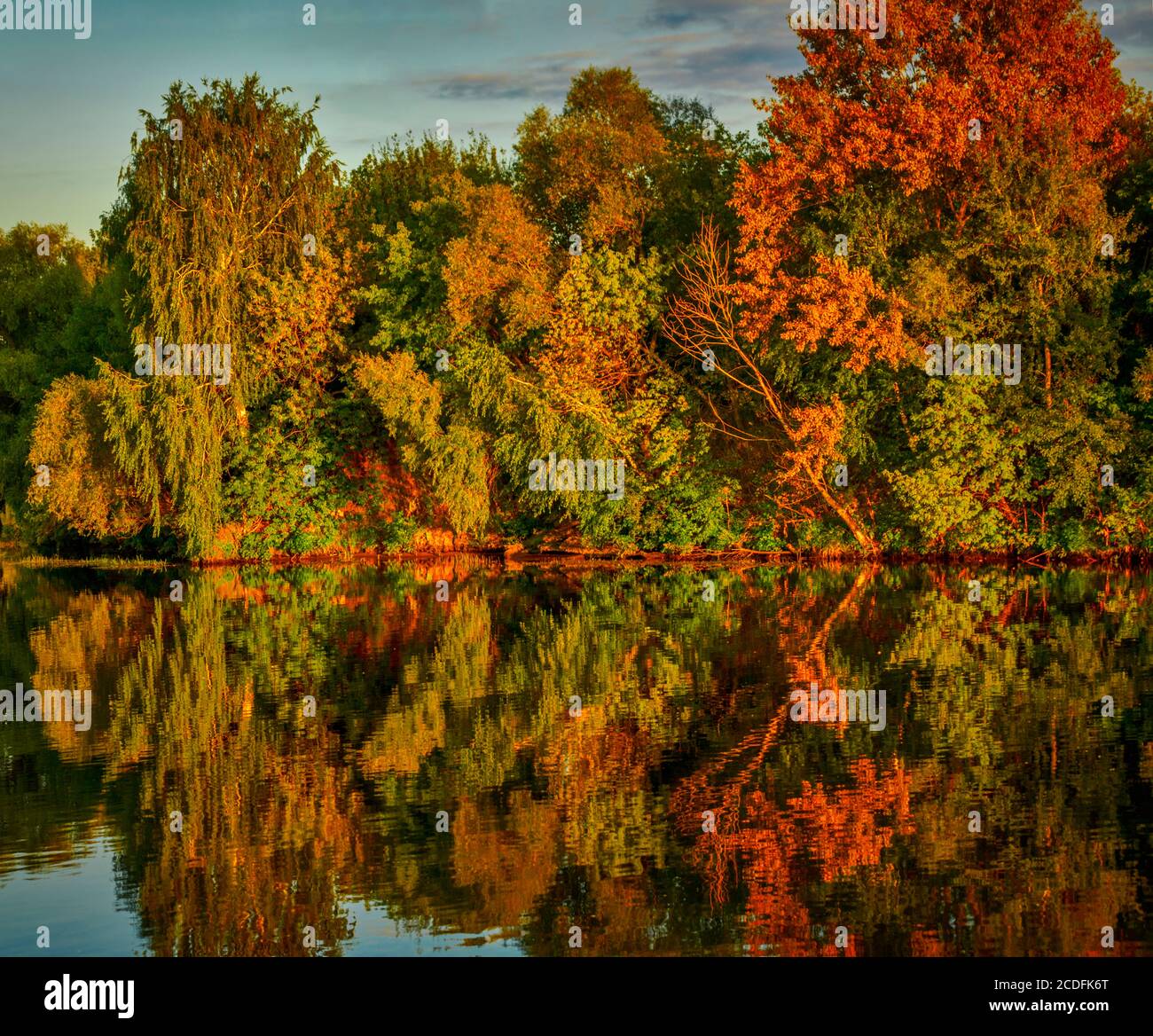 Tree Reflection Yellow Yellow colors of autumn trees with reflection Stock Photo - Alamy