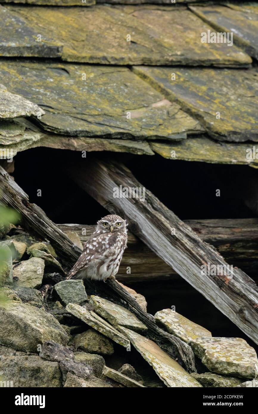 Single little owl in roof beams hires stock photography and images Alamy