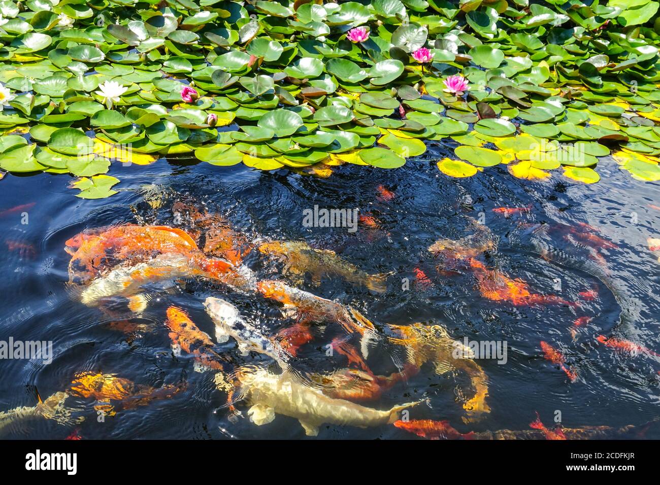 Koi pond in garden water lilies Stock Photo