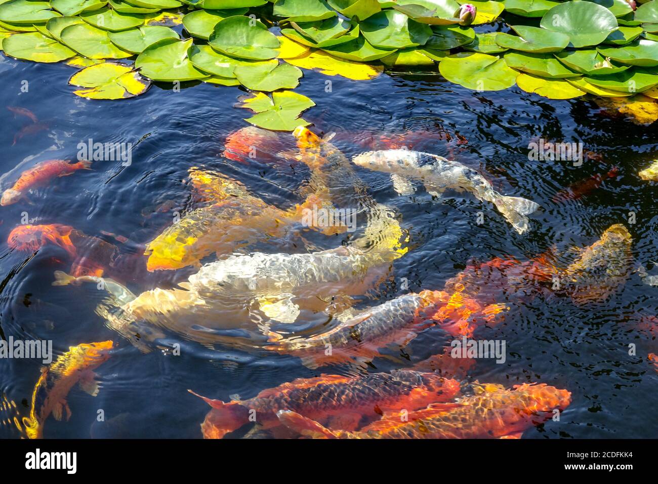 Koi carp pond in garden water lilies Stock Photo