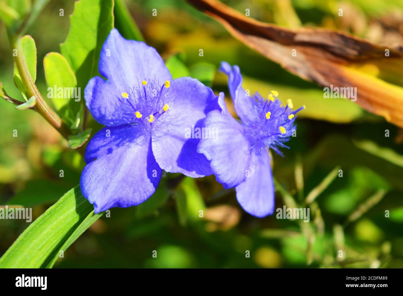 Large blue perennial flowers of blue tradescantia, spiderwort, Indian paint street tradition growing along the street of Dnipro city, Ukraine. Stock Photo