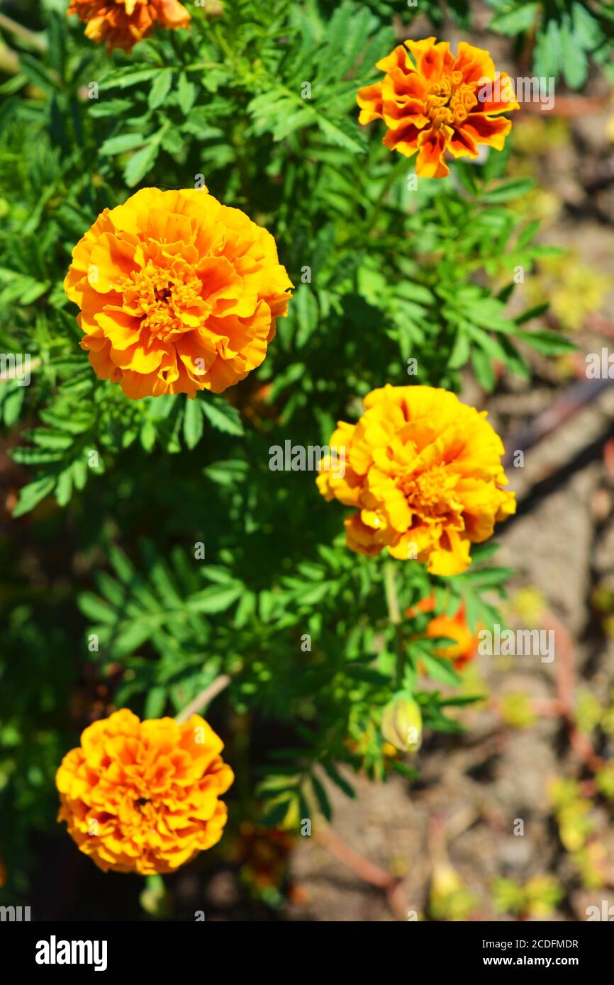 Bright and colorful Ukrainian folk flowers, shaggy orange black-shavens, marigolds growing on the street of the city of Dnipro, the country of Ukraine Stock Photo