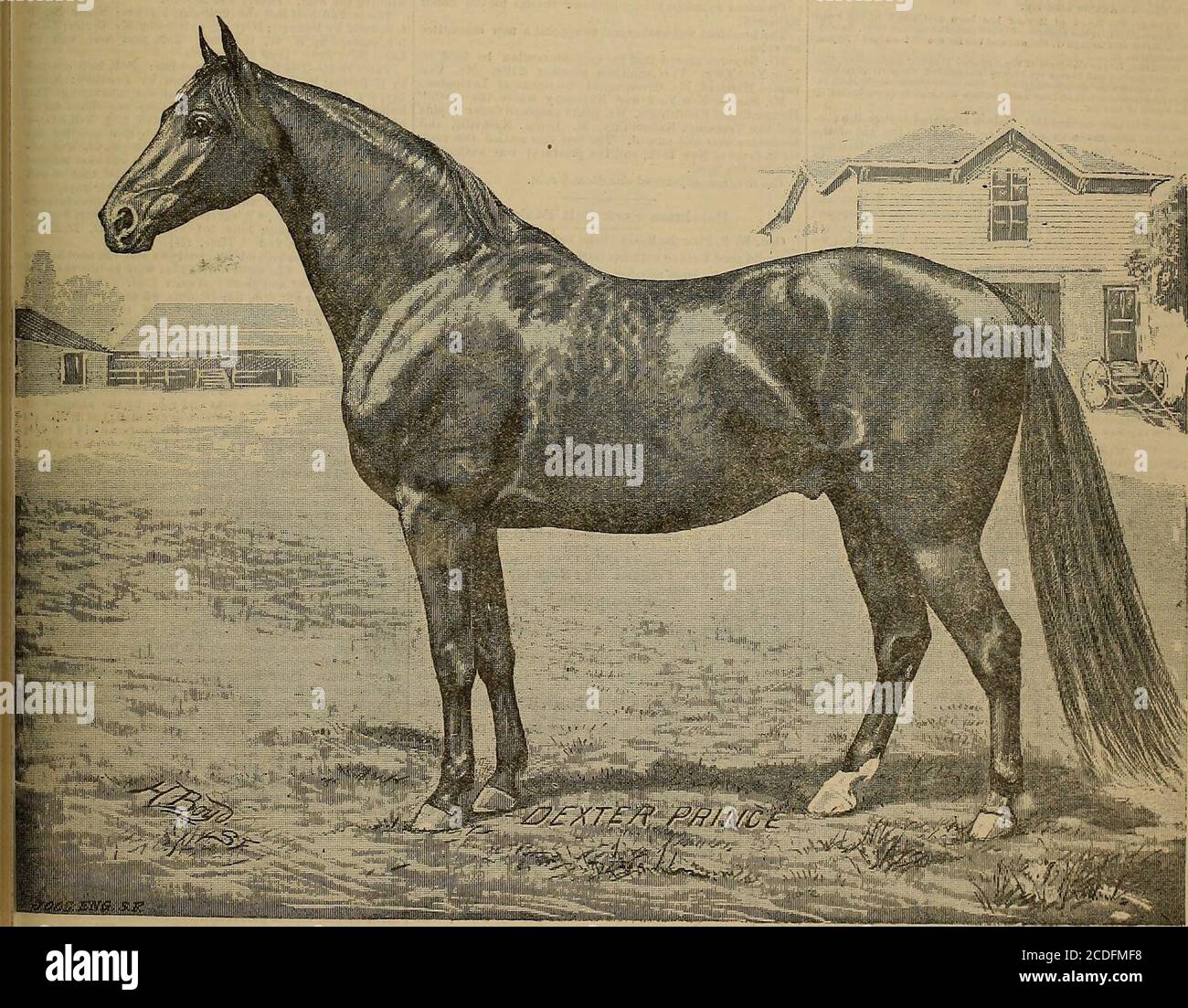 . Breeder and sportsman . SAN FRANCISCO. SATURDAY, FEB. 22, 1890 (SUBSCRIPTIONFIVE DOLLARS A YEAR.. DEXTER PRINCE. The property of L. M- Morse, Lodi, California. We present to our leaders a likeness of the royally bredhorse, Dexter Prince. In blood and speed lines he has nosuperior. He is by Kentucky Prince, the sire of Gny 2:10$,Spofford 2:18}, Company, 2:19|, Bayonne Prince 2.21J, PredFolger 2:20}, and many others. Kentucky Prince was him-self one of the speediest horses, and could trot at a phenome-nal rate of speed. In the presence of Governor Stanford, Mr. David Bonner timed him quarters Stock Photo