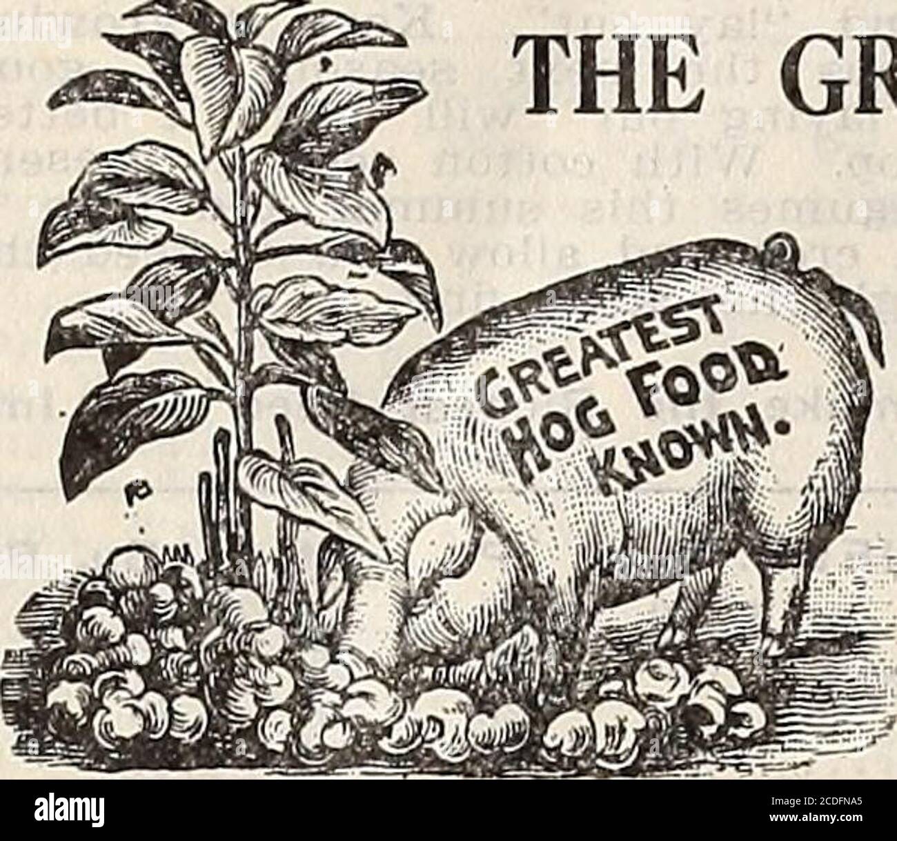 Root hog hi-res stock photography and images - Page 2 - Alamy