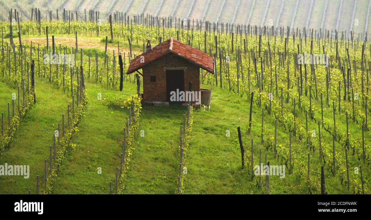 Vineyard,  Barolo, Piedmont Italy Stock Photo