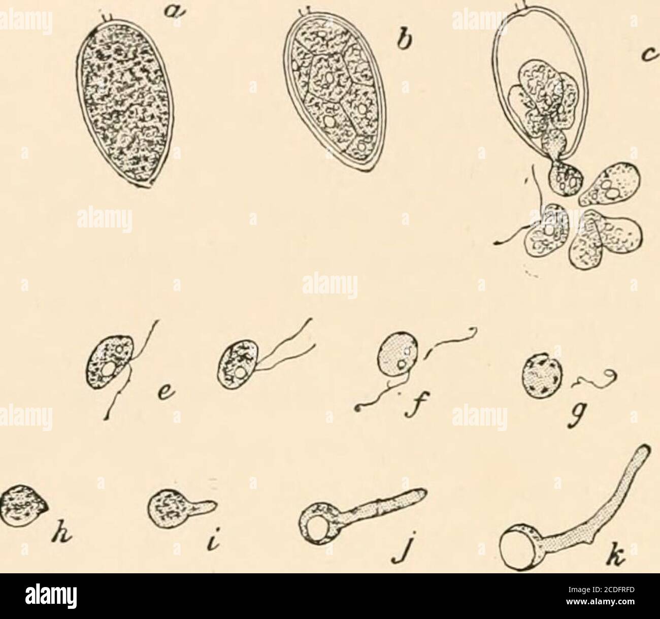 . Introduction to the study of fungi, their organography, classification, and distribution for the use of collectors . hehealthy action of the leaves. Our commonest vine disease,which attacks the leaves and fruit, is of the present character,although only the conidial condition is accurately known. True endophytal parasites are more varied in their character,and consist primarily of the rotting moulds — Fungi whichhave the habit and iii)pearance of Mucedines, but with a more 76 INTRODUCTION TO THE STUDY OF FUNGI complex fructification. The disease which has for some yearsattacked the potato, a Stock Photo