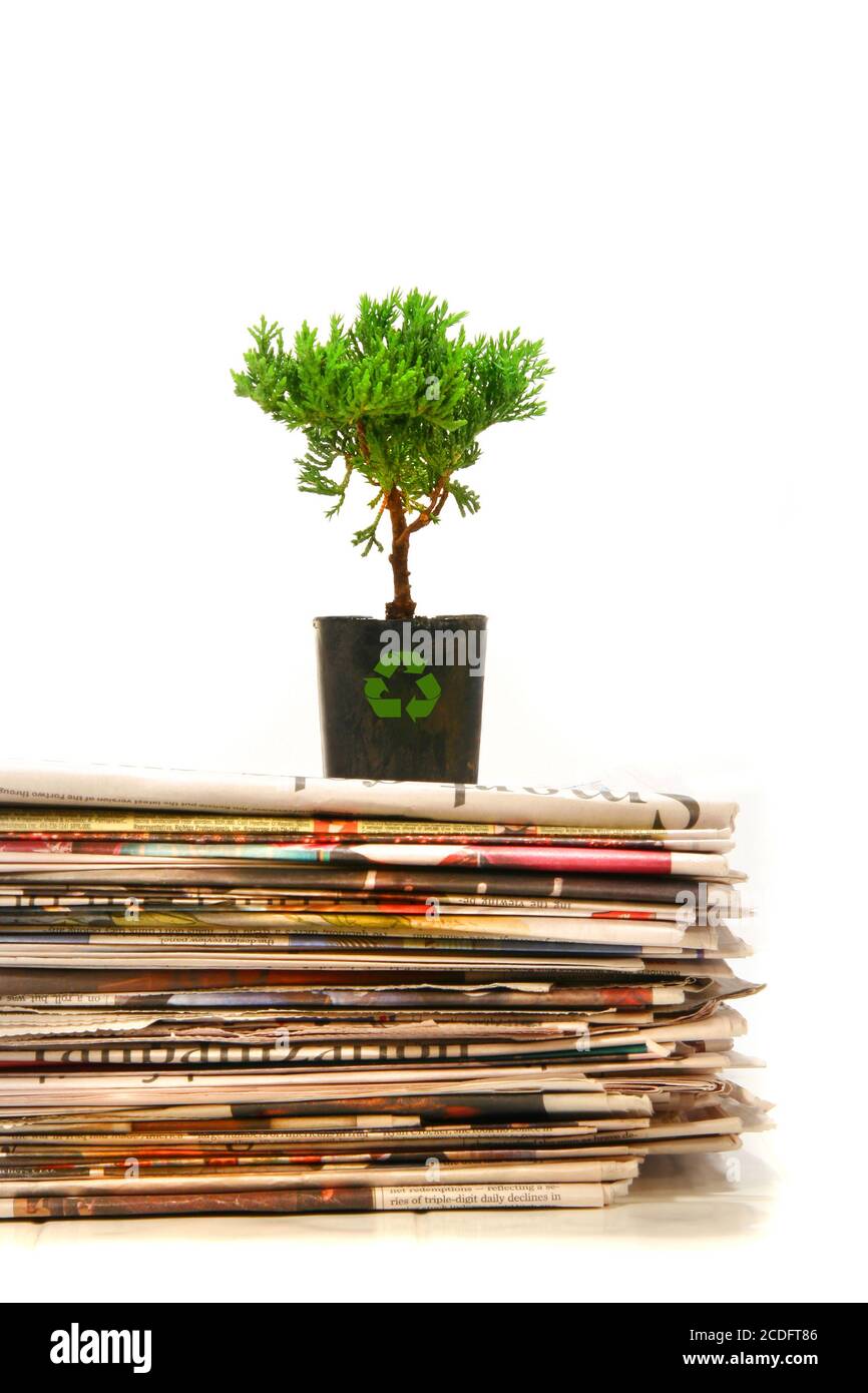 Plant on top of pile of newspapers Stock Photo Alamy
