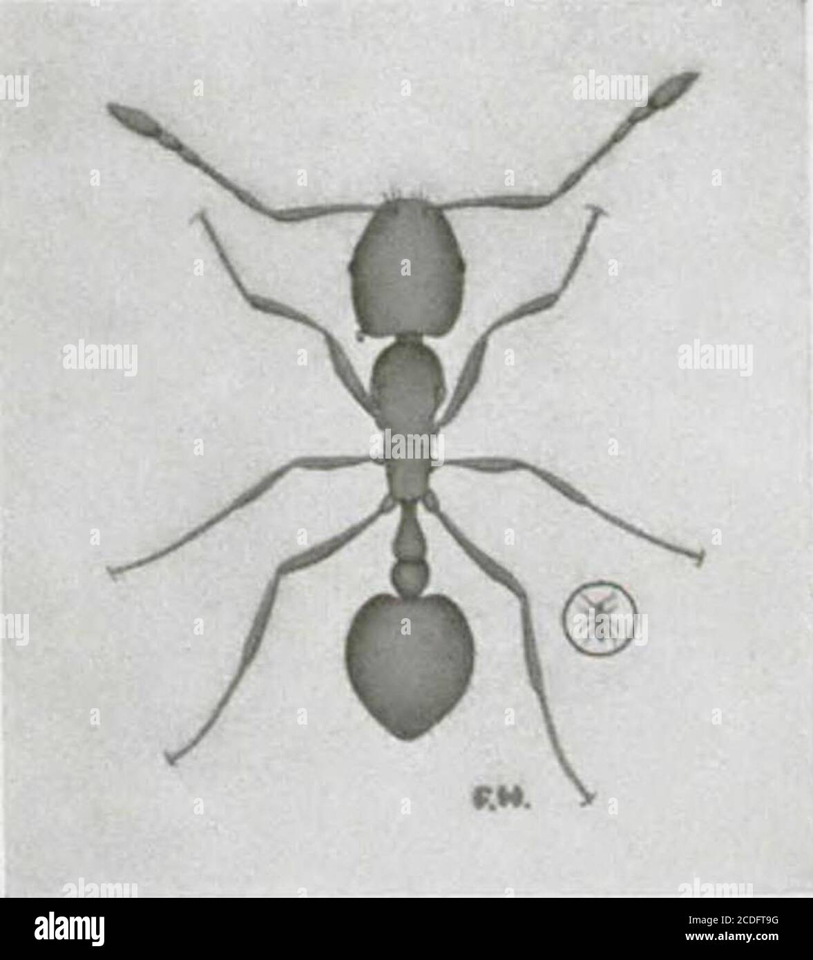 Insectes nuisibles aux habitations et moyens de les combattre : (avec  chapitre sur les animaux nuisibles autres que les insectes) . i minuscule  jaune- 27364—4J 28 rougeâtre (fig. 12) vient des