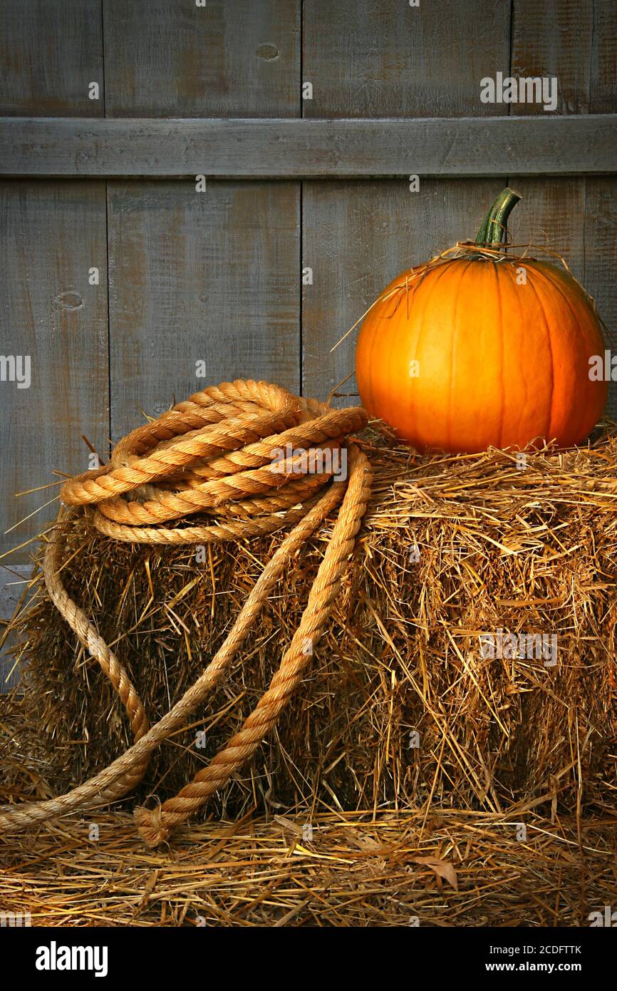 Pumpkin on a bale of hay Stock Photo - Alamy