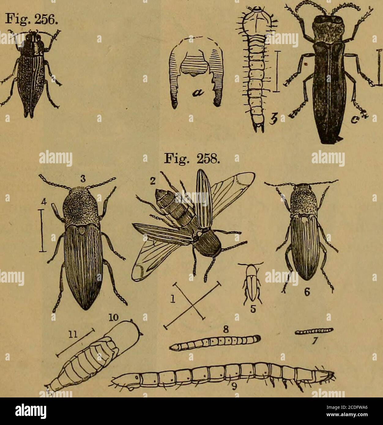 . Insects, injurious and beneficial, their natural history and ...