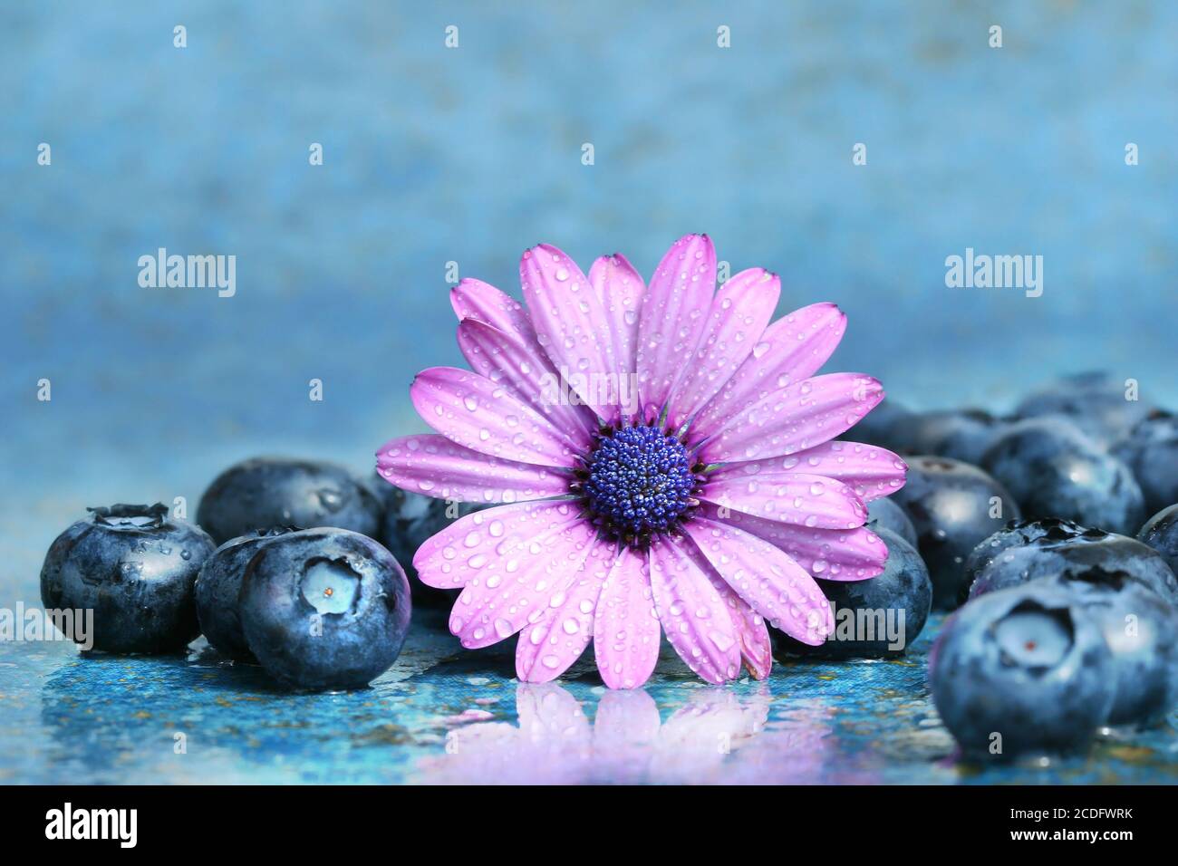 Pink daisy with blueberries Stock Photo