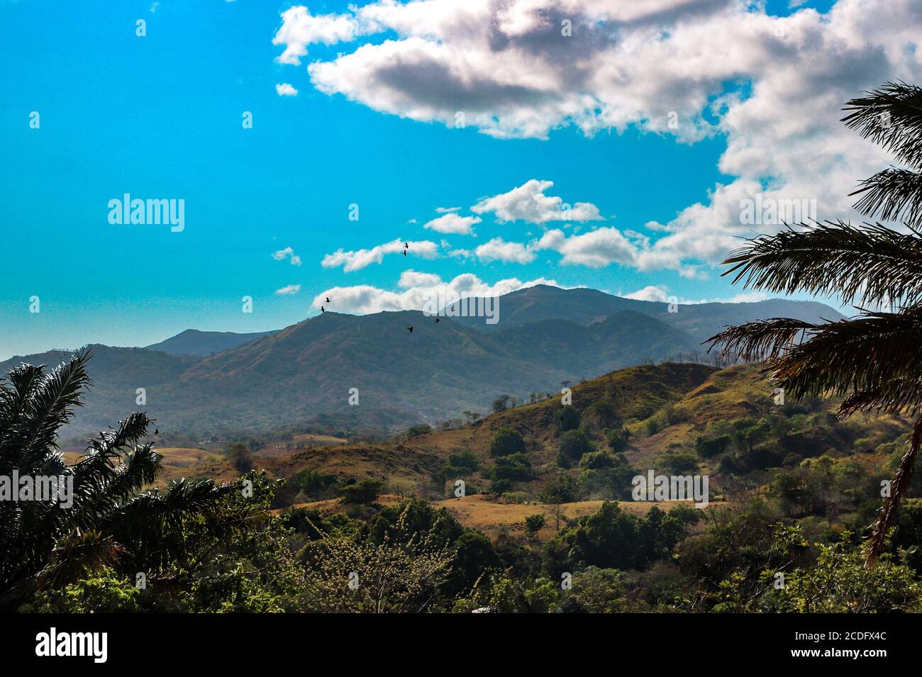 Green forest under cloudy sky Stock Photo - Alamy