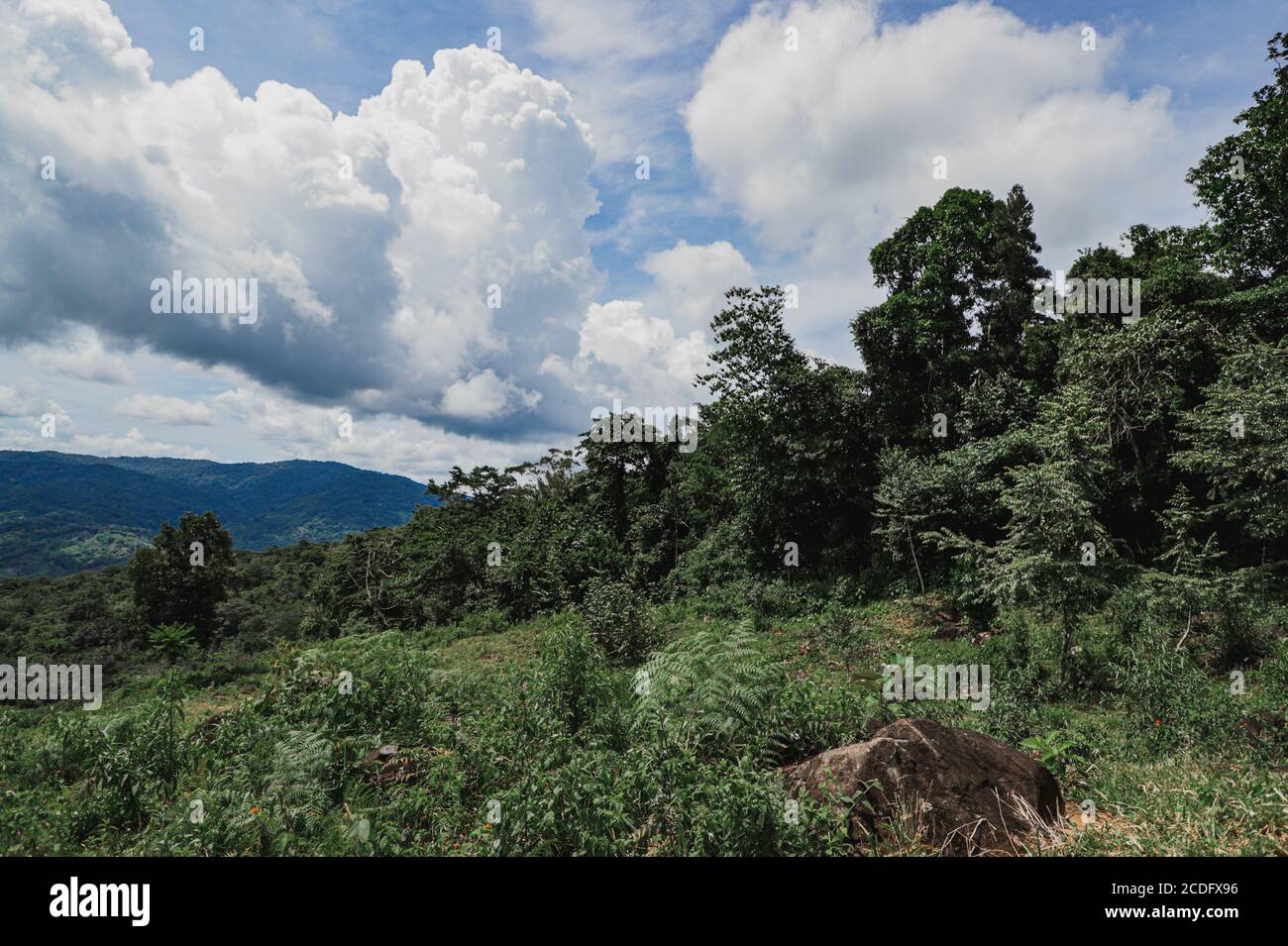 Green forest under cloudy sky Stock Photo - Alamy