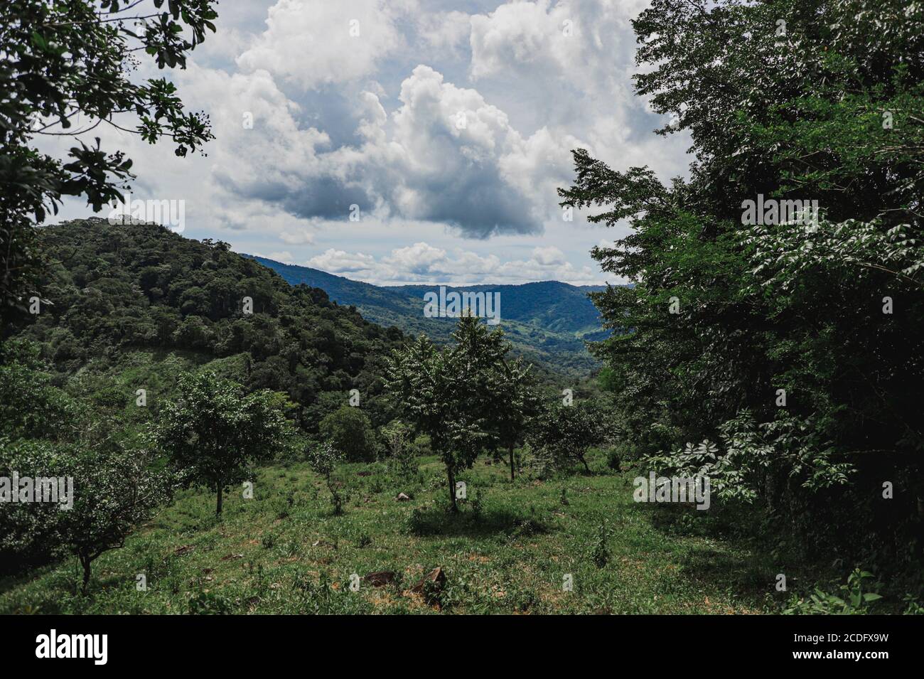 Green forest under cloudy sky Stock Photo - Alamy