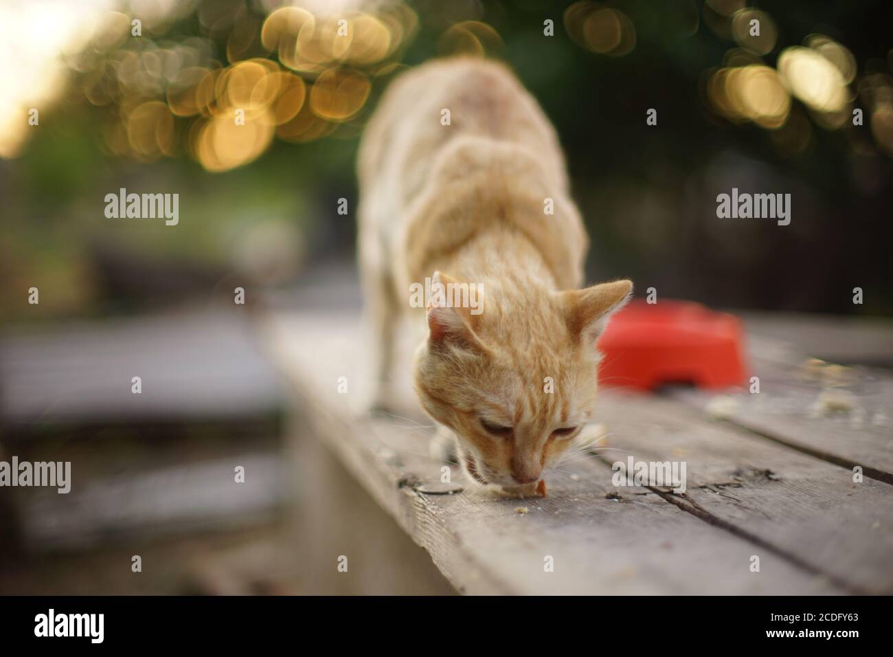 Lovely ginger cat eating bread in summer garden Stock Photo
